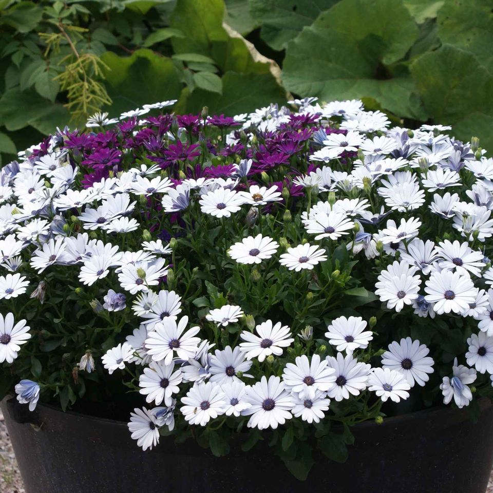 Valko-violetteja kukkia ruukussa