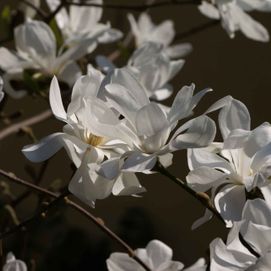 Valkoisia kukkia