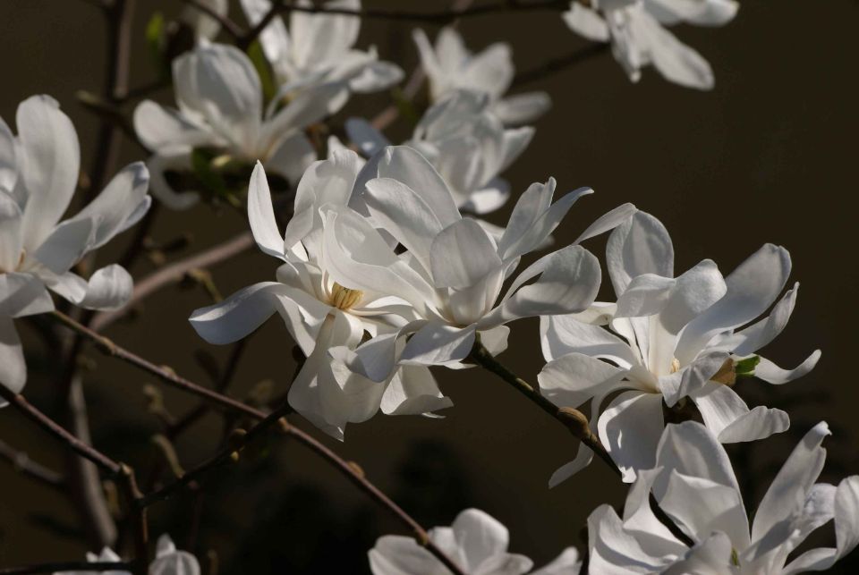 Valkoisia kukkia